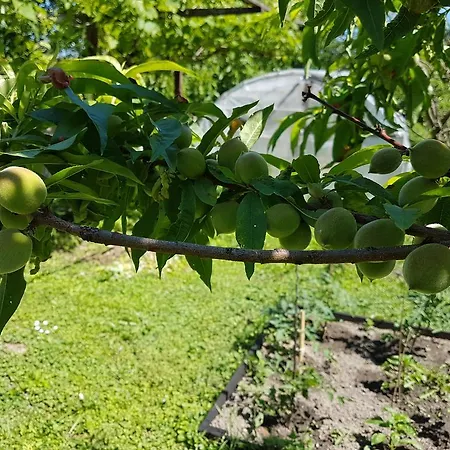 Ingrid Panzio Hotell Bük