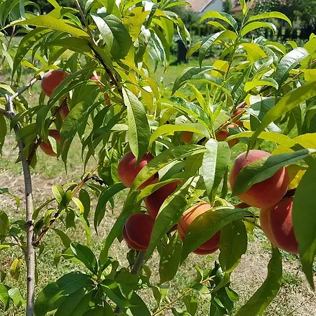 Ingrid Panzio Hotell