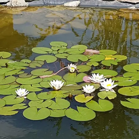 Hotell Ingrid Panzio