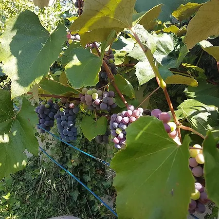 Hotell Ingrid Panzio Bük