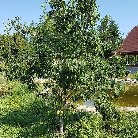 Hotell Ingrid Panzio 3*